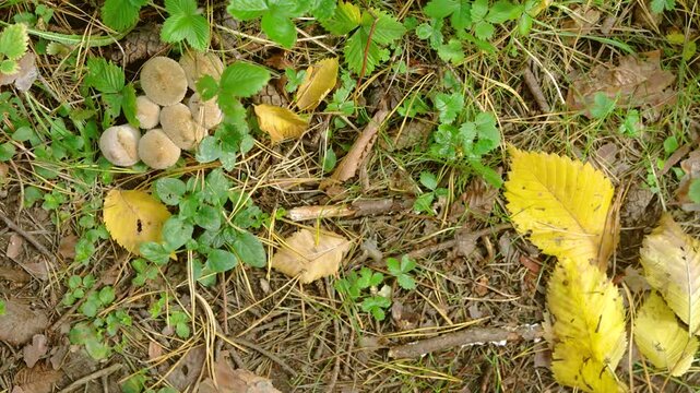 Cluster of round puffball mushrooms on leafy forest floor with slight leaf movement under soft diffuse daylight