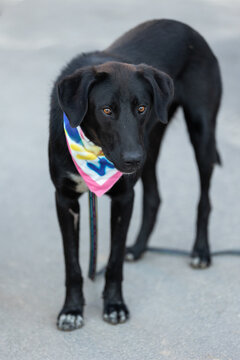 black mixed breed dog standing outdoors