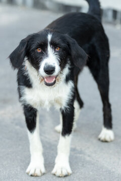 happy black and white wirehaired mixed breed dog looking at the camera with an open mouth
