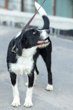 wirehaired black and white mixed breed dog standing on a leash and looking up during outdoor training