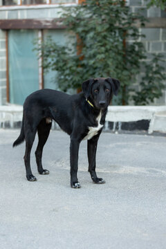 black mixed breed dog standing outdoors