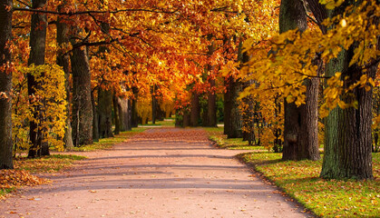 Obraz premium The golden Autumn season with Beautiful romantic alley in a park with colorful trees and sunlight. autumn natural background