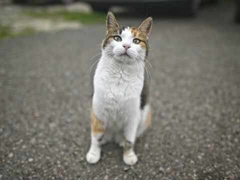 Funny tabby cat sitting in the backyard and looks curious to the camera.	Horizontal image  with selective focus. 