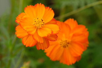 Fototapeta premium Orange Cosmos sulphureus in flower.