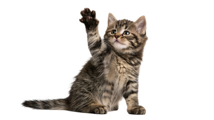 Fototapeta premium Fluffy tabby kitten sitting and raising one paw