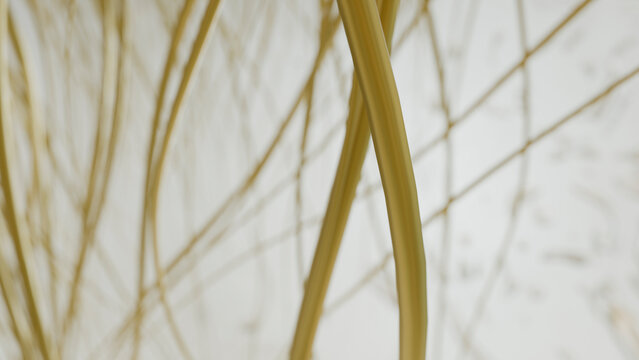 Dry thin branches with light background and minimalist natural texture