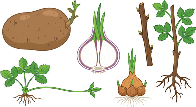 Vegetative Reproduction Method Vector Set with Potato Tuber Sprout Onion Bulb Cutting Cutting Runner Root propagation for Science Biology Education Designs