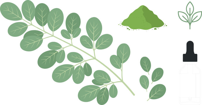 Moringa Oleifera Herbal Superfood Vector Set with Green Leaf Branch, Nutrient Powder Pile, Liquid Dropper Bottle, and Line Icons