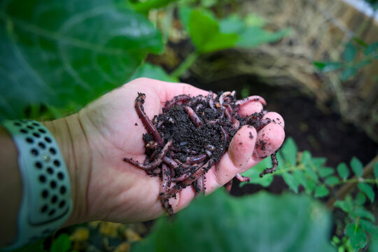 Handful of live compost worms in rich organic soil for sustainable gardening and vermicomposting