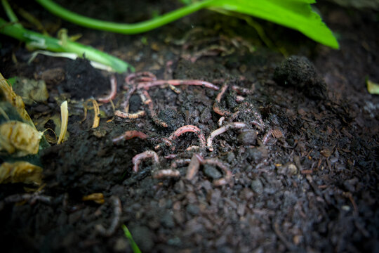 Handful of live compost worms in rich organic soil for sustainable gardening and vermicomposting