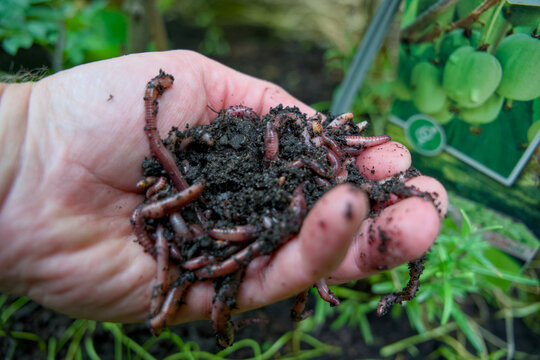 Handful of live compost worms in rich organic soil for sustainable gardening and vermicomposting