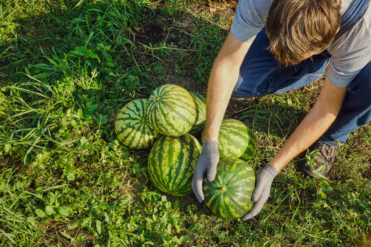 Farmer gathering ripe watermelons from field, showing summer harvest and agriculture
