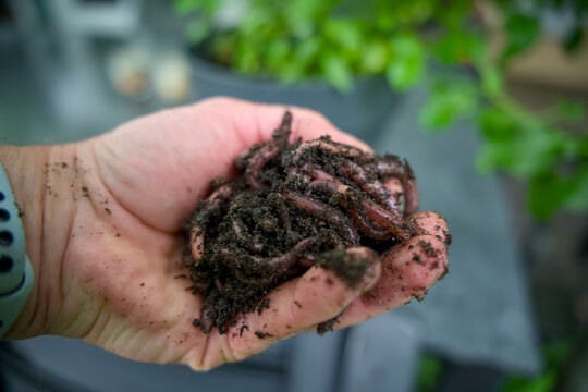 Handful of live compost worms in rich organic soil for sustainable gardening and vermicomposting
