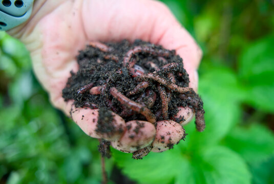 Handful of live compost worms in rich organic soil for sustainable gardening and vermicomposting