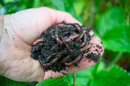 Handful of live compost worms in rich organic soil for sustainable gardening and vermicomposting