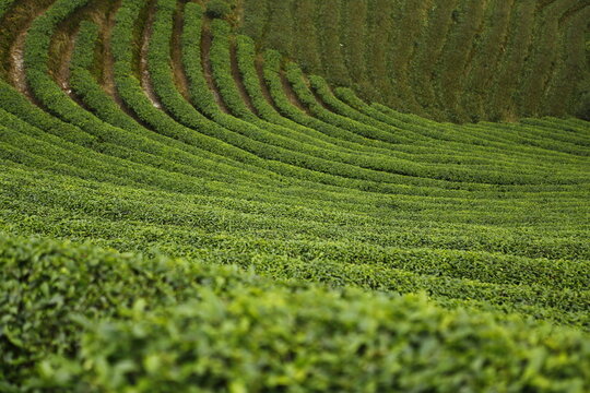 Lush green tea plantation covers the rolling hills.