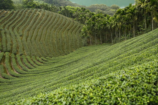 Lush green tea plantation covers the rolling hills.