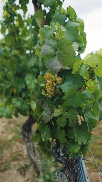 Vertical shot slowly pulling back from a cluster of green grapes to reveal more of the vine in a vineyard