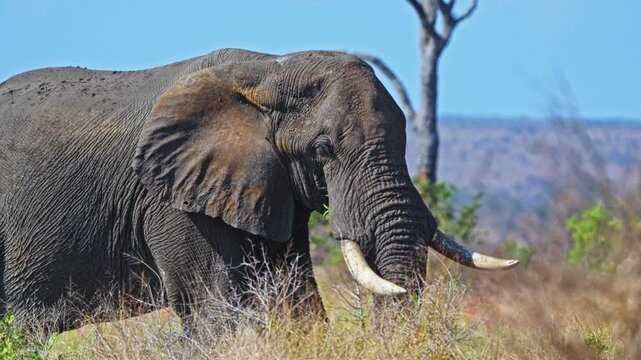 4k handheld, African bush elephant (Loxodonta africana) walks through dry savanna in a South African wildlife reserve, showing prominent tusks and natural behaviour in open habitat