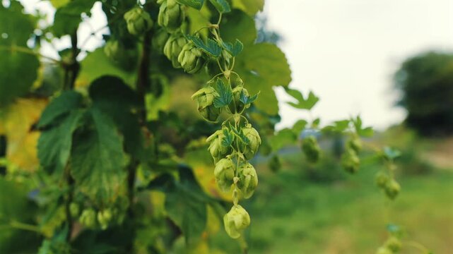 Close-up of green hop cones hanging on the bine and moving in the breeze in a hop garden