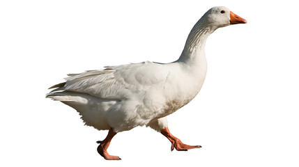 Walking white domestic goose with orange beak and webbed feet © Isadora