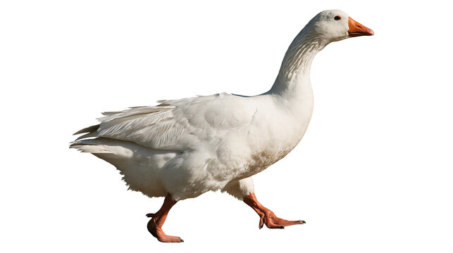Walking white domestic goose with orange beak and webbed feet