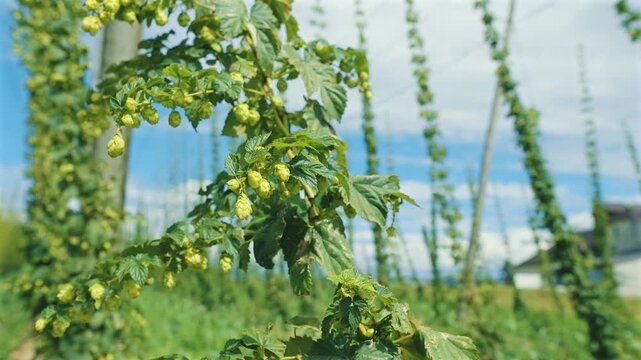 Detail of hop cones on the bine gently swaying in the breeze in a hop garden