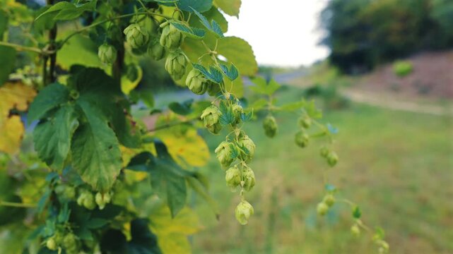 Ripe green hops swaying in the wind among leaves in a hop yard, with a soft-focus background
