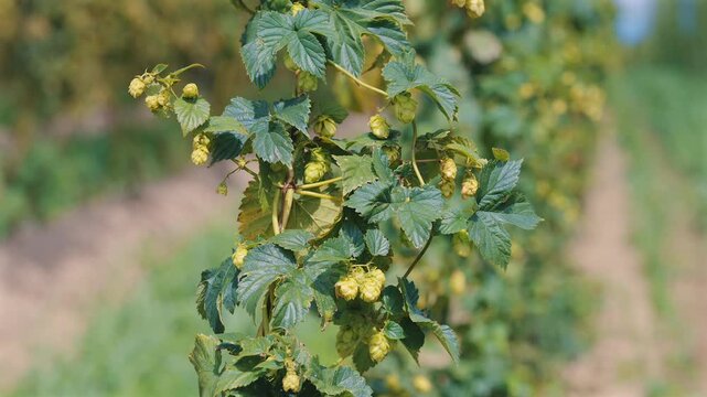 Green hops hanging from the bine and trembling in the breeze in a hop yard