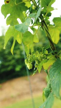 Vertical close-up of green hop cones on the bine swaying gently in the wind in a hop yard