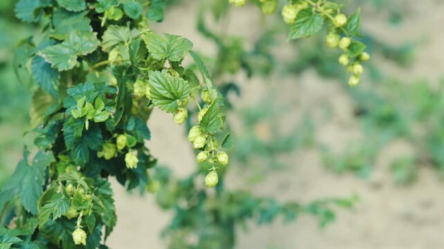 A cluster of green hop cones moving in the wind on the bine in a hop field