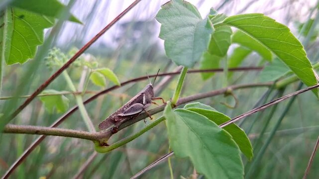 Brown Grasshopper Resting On Green Plant Stem Branch