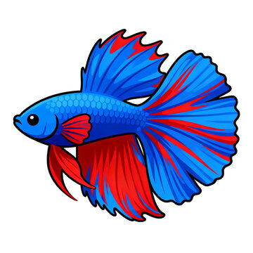 [Transparent Background PNG]Colorful Betta Fish Illustration With Blue and Red Fins