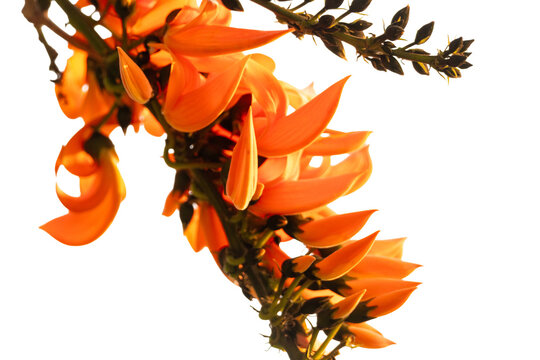 Bright orange Flame of the Forest flowers blooming on a branch with dark green buds.