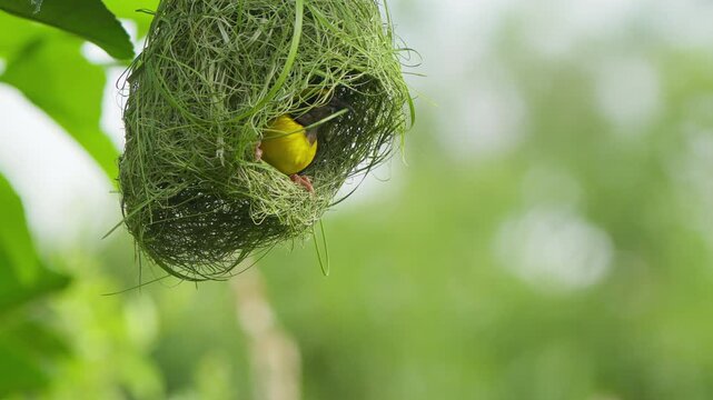 Baya weaver bird (Ploceus philippinus) sits in a half-built nest with grass in its beak and begins weaving the nesting material, showcasing natural bird behavior and nest building.