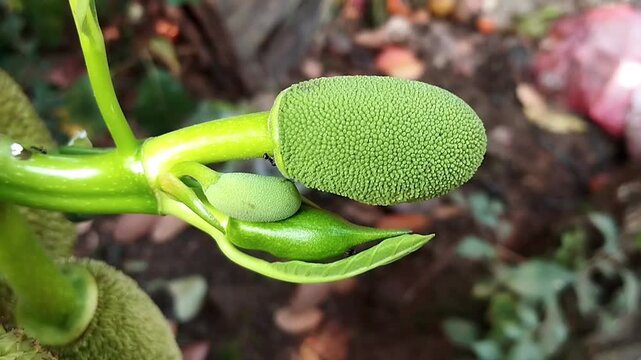 Small green jackfruit with a bumpy spiky surface