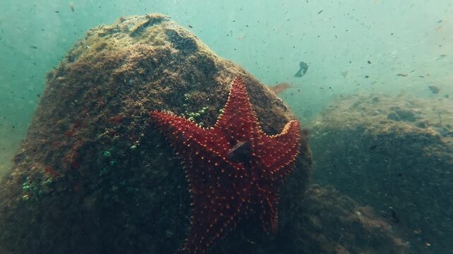 Underwater view of the red starfish on the rock