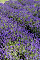 Fototapeta premium Picturesque meadow of blooming flowers of lavender, beauty of nature