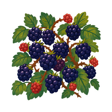 Watercolor illustration of blackberry brambles with ripe and unripe fruit on transparent background bramble berries