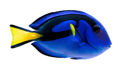 Vibrant blue regal tang fish with black markings and yellow tail fin © Isadora