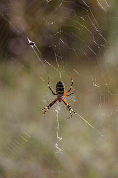 Wasp spider Argiope bruennichi waiting on cobweb in wild nature macro close up