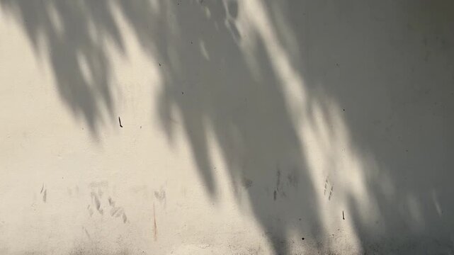 Minimalist white plaster wall texture with soft palm leaf shadow patterns and natural stains