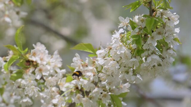 bumble bee pollinating cherry flowers in slow motion