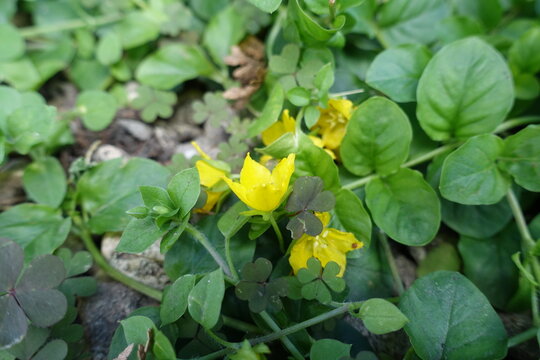 Bright yellow flowers in the leafage of Lysimachia nummularia in June
