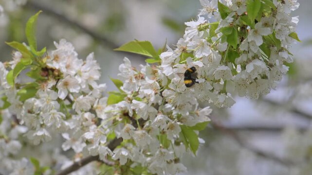 bumble bee pollinating cherry flowers in slow motion