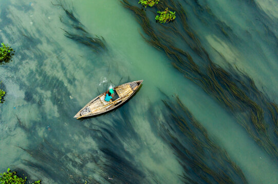 Aerial view of a lone fisherman in a small wooden boat casting a net in a river filled with aquatic plants in Sonatola Upazila, Rajshahi Division, Bangladesh.