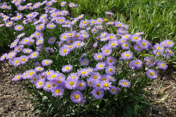 Daisy-like violet flowers of Erigeron speciosus in June © Anna