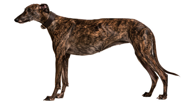 Brindle greyhound dog wearing a brown leather collar standing in profile