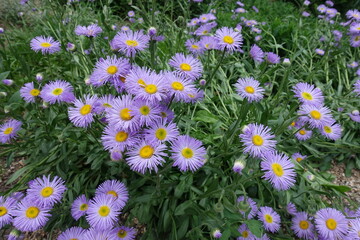 Daisy-like violet flowers of Erigeron speciosus in June © Anna