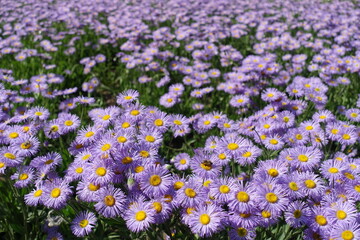 Daisy-like violet flowers of Erigeron speciosus in June © Anna
